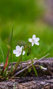 Preview wallpaper flower, petals, spring, grass, macro