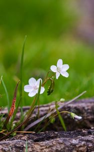 Preview wallpaper flower, petals, spring, grass, macro