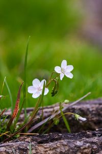 Preview wallpaper flower, petals, spring, grass, macro