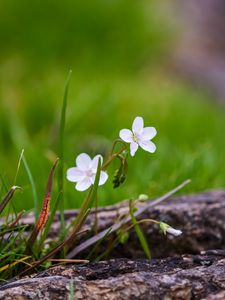 Preview wallpaper flower, petals, spring, grass, macro