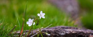 Preview wallpaper flower, petals, spring, grass, macro