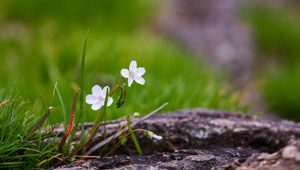 Preview wallpaper flower, petals, spring, grass, macro
