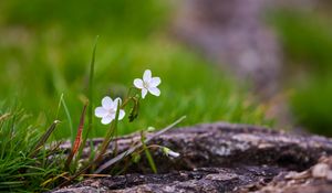 Preview wallpaper flower, petals, spring, grass, macro