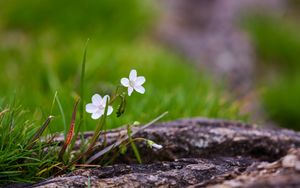 Preview wallpaper flower, petals, spring, grass, macro