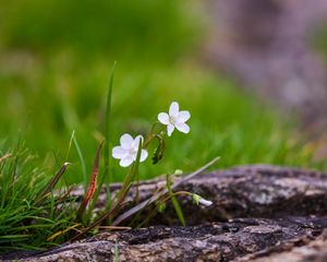Preview wallpaper flower, petals, spring, grass, macro