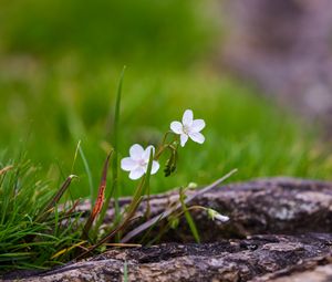 Preview wallpaper flower, petals, spring, grass, macro