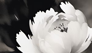 Preview wallpaper flower, petals, stains, art, bw