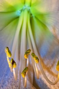 Preview wallpaper flower, petals, stamens