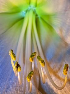 Preview wallpaper flower, petals, stamens