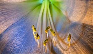 Preview wallpaper flower, petals, stamens