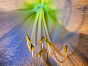 Preview wallpaper flower, petals, stamens