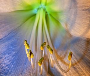 Preview wallpaper flower, petals, stamens