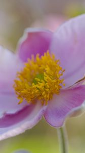 Preview wallpaper flower, petals, stamens, plant, macro
