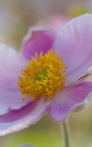 Preview wallpaper flower, petals, stamens, plant, macro