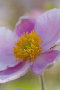 Preview wallpaper flower, petals, stamens, plant, macro