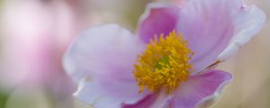 Preview wallpaper flower, petals, stamens, plant, macro