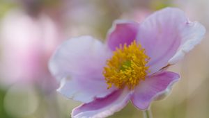 Preview wallpaper flower, petals, stamens, plant, macro