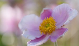 Preview wallpaper flower, petals, stamens, plant, macro