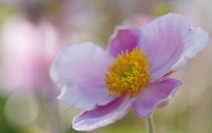 Preview wallpaper flower, petals, stamens, plant, macro