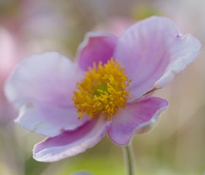 Preview wallpaper flower, petals, stamens, plant, macro
