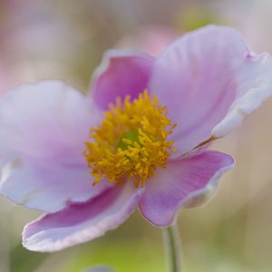 Preview wallpaper flower, petals, stamens, plant, macro
