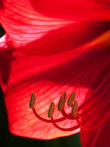 Preview wallpaper flower, petals, stamens, macro