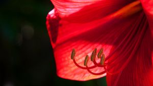 Preview wallpaper flower, petals, stamens, macro