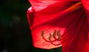 Preview wallpaper flower, petals, stamens, macro