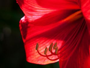 Preview wallpaper flower, petals, stamens, macro