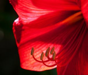 Preview wallpaper flower, petals, stamens, macro