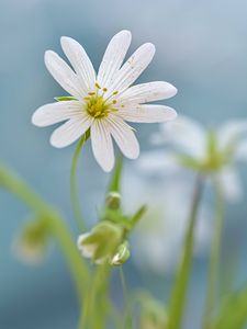 Preview wallpaper flower, petals, stamens, blur