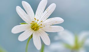 Preview wallpaper flower, petals, stamens, blur