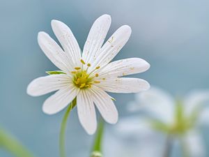 Preview wallpaper flower, petals, stamens, blur