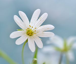 Preview wallpaper flower, petals, stamens, blur