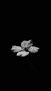 Preview wallpaper flower, petals, minimalism, shadows, black