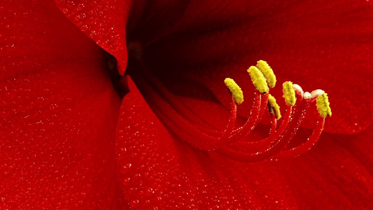Wallpaper flower, petals, stamens, red