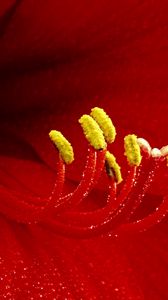 Preview wallpaper flower, petals, stamens, red