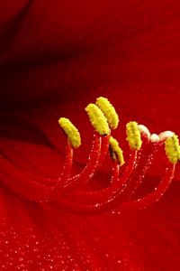 Preview wallpaper flower, petals, stamens, red