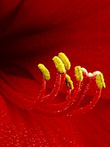 Preview wallpaper flower, petals, stamens, red