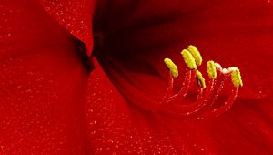 Preview wallpaper flower, petals, stamens, red