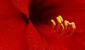 Preview wallpaper flower, petals, stamens, red