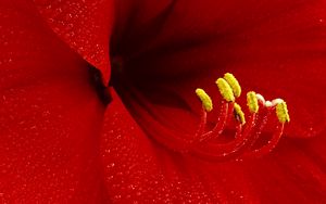 Preview wallpaper flower, petals, stamens, red