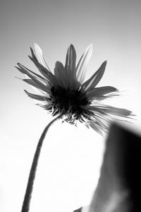 Preview wallpaper flower, petals, stem, bw