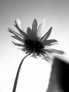 Preview wallpaper flower, petals, stem, bw