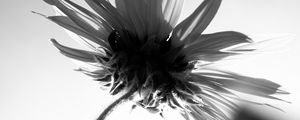 Preview wallpaper flower, petals, stem, bw