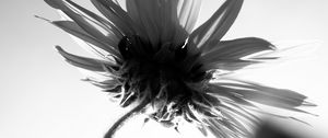 Preview wallpaper flower, petals, stem, bw