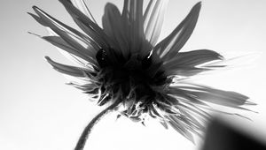 Preview wallpaper flower, petals, stem, bw