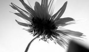 Preview wallpaper flower, petals, stem, bw