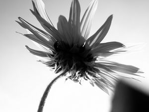 Preview wallpaper flower, petals, stem, bw