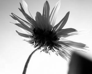 Preview wallpaper flower, petals, stem, bw